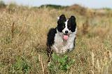 BORDER COLLIE 270